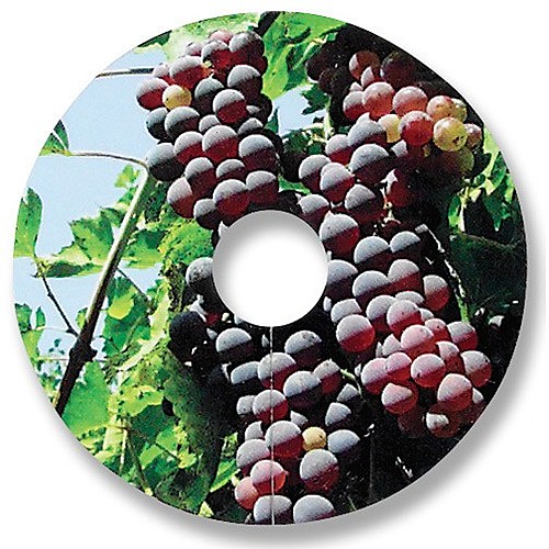 Photo of Compostable Wine Glass Tag	