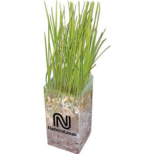 Photo of Wheatgrass Grow Kit