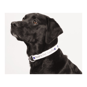 Photo of Full Color 1" Wide Adjustable Pet Collar