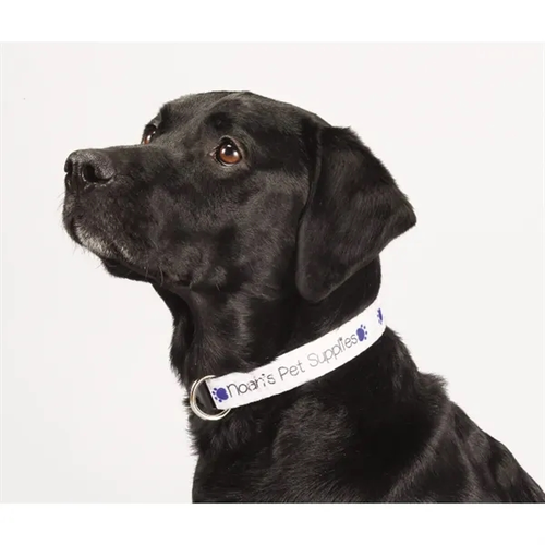 Photo of Full Color 1" Wide Adjustable Pet Collar