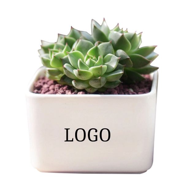 White color option for White Ceramic Mini Plant Pot