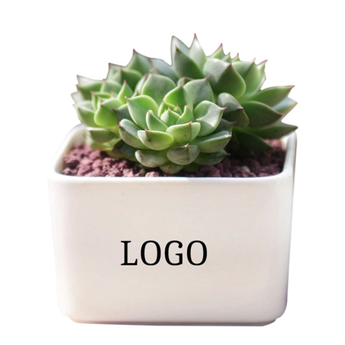 Main photo of White Ceramic Mini Plant Pot