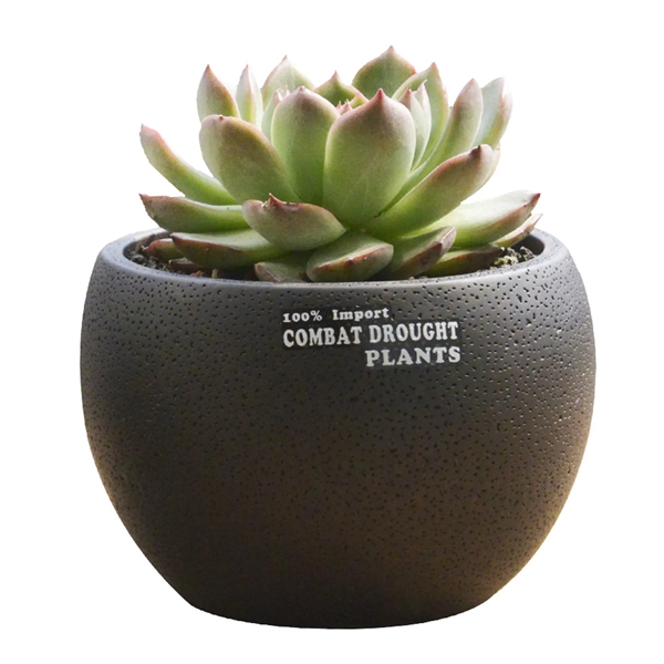Brown color option for Mini Desktop Succulent Plant Flowerpot