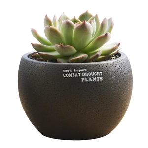 Photo of Mini Desktop Succulent Plant Flowerpot
