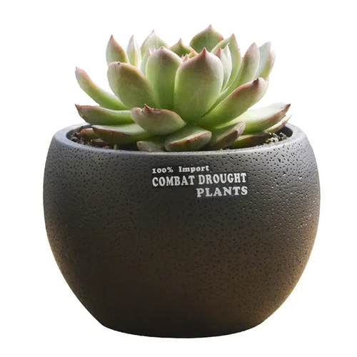 Main photo of Mini Desktop Succulent Plant Flowerpot