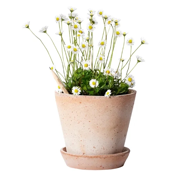 Natural (Daisy) color option for Sprout World™ Pencil