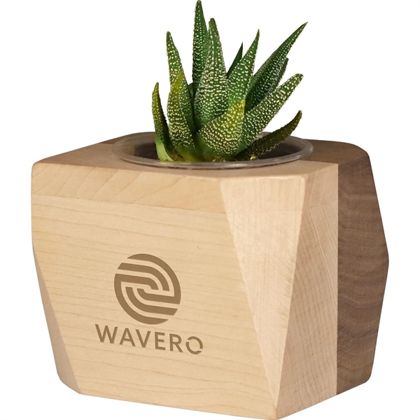 Maple-Walnut color option for Geometric Wooden Planter With Succulent