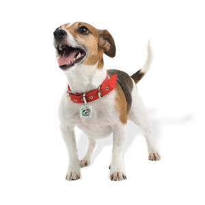 Photo of Pet Tag Silencer