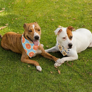 Photo of Pet Hemmed Bandana Full Color 20x20