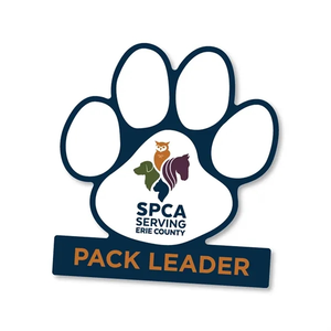 Photo of 5" Paw Shape Decal W/ Footer