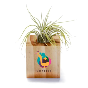 Photo of Air Plant