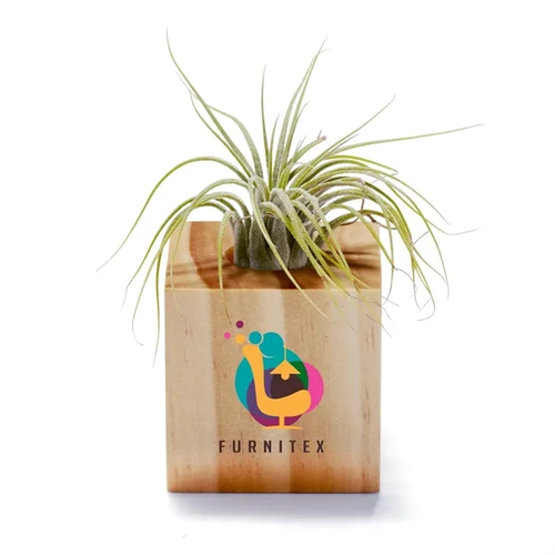 Main photo of Air Plant