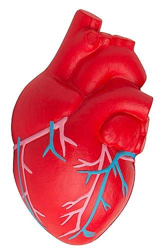 Photo of Anatomic Heart With Veins Stress Reliever