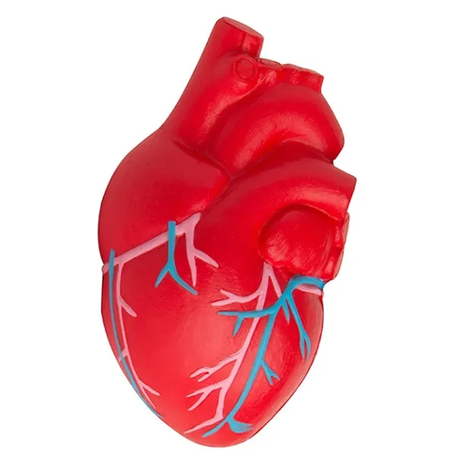 Photo of Anatomic Heart With Veins Stress Reliever