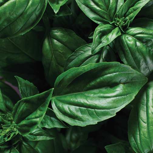 Basil color option for Wooden Cube Blossom Kit