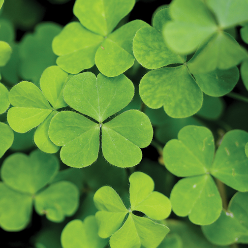 Clover color option for Wooden Cube Blossom Kit