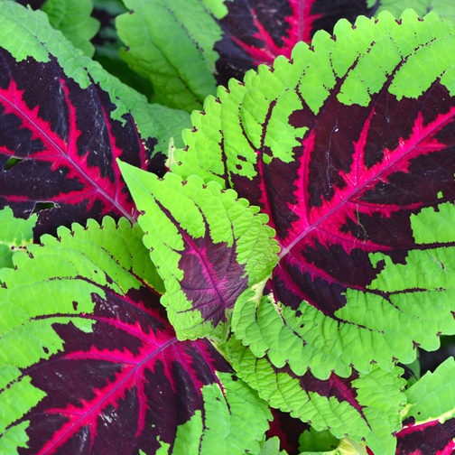 Coleus color option for Wooden Cube Blossom Kit