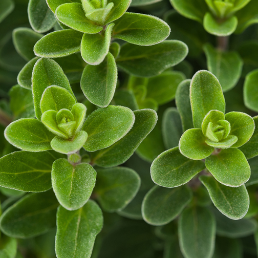 Oregano color option for Wooden Cube Blossom Kit