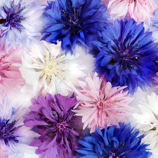 Patriotic Mix color option for Wooden Cube Blossom Kit