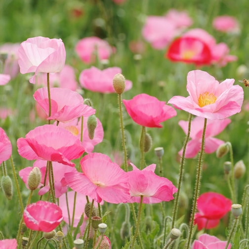 Poppy color option for Wooden Cube Blossom Kit