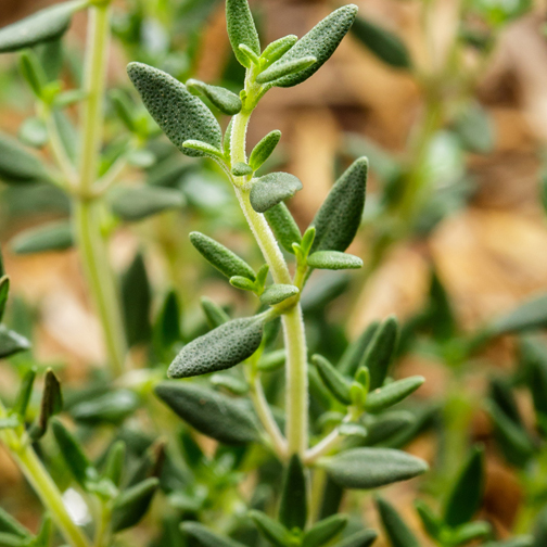 Thyme color option for Wooden Cube Blossom Kit